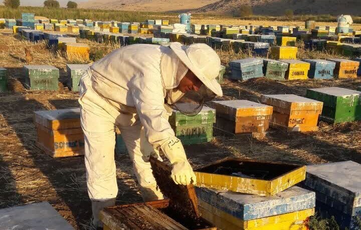 عسل زاگرس در مسیر جهش صادراتی؛زنبورداری کرمانشاه در انتظار حمایت