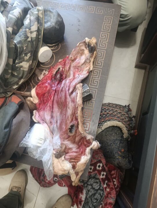 دستگیری شکارچیان غیرمجاز بز کوهی در «سفیدکوه»