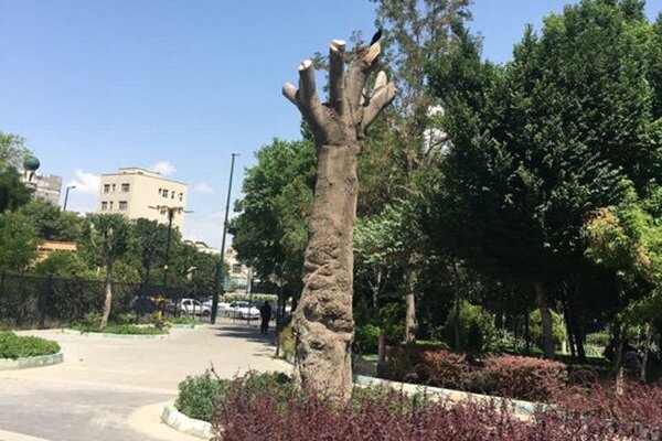تبريز،بازديد،اقليمي،بومي،شهرسازي،پارك،مسكن،تحقيقات،اداره،مركز