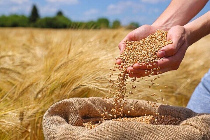 طلای مزارع در مسیر سیلو؛ روایت خرید تضمینی گندم در خراسان جنوبی
