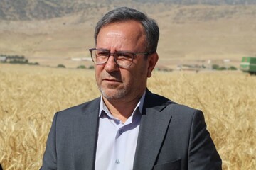 تأخیر در پرداخت مطالبات گندم‌کاران لرستانی
