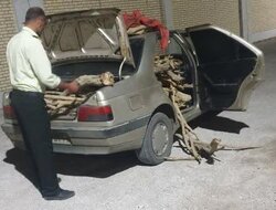 کشف محموله تاغ در خودرو سواری محور میامی؛ راننده دستگیر شد