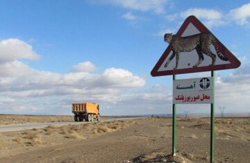 همگرایی ۷ استان برای حفاظت از یوزها در مسیر مشهد مقدس