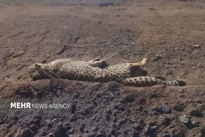 جادهای که یوزها را میبلعد؛ عملیات مشترک نجات هلیا و تولههایش