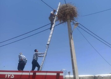 نجات دو لک‌لک گرفتار در نخ‌های پلاستیکی در دیواندره