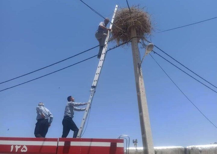 نجات دو لک‌لک گرفتار در نخ‌های پلاستیکی در دیواندره