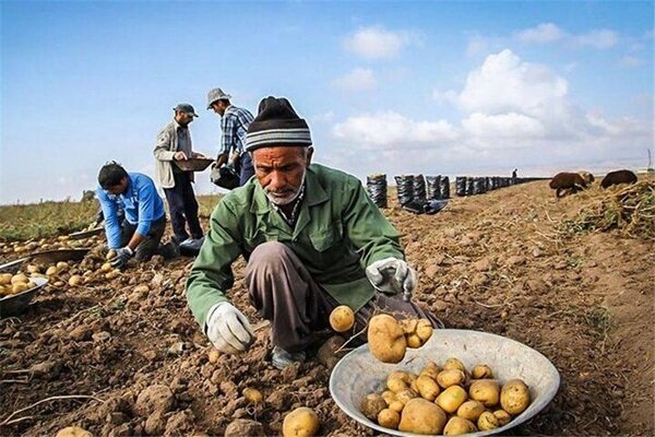 همدان آماده برداشت ۳۵۰ هزار تن سیبزمینی بهاره است