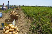 اجرای مرحله‌ای نظام شناسه‌گذاری و ردیابی محصولات کشاورزی