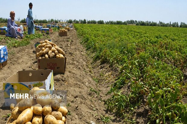 دانش بومی کشاورزان بلوچ؛ الگویی موفق در اقلیم خشک بلوچستان