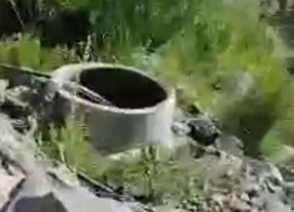 Monitoring and cleaning of Badr Mountain water sources to protect Qorveh wildlife