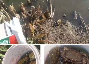 کشف ۲۵ خرچنگ رودخانه‌ای در مرز باشماق