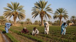 همیاری اجتماعی؛ میراث انسانی مردم سیستان