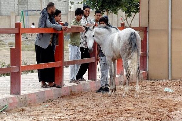 Yemen's race to save its Arabian horses from war's grip
