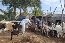 واکسیناسیون رایگان بیش از ۴ هزار رأس دام سبک در مناطق عشایری نیکشهر