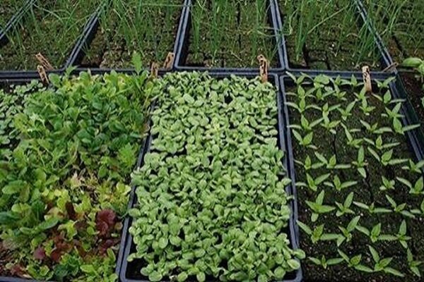 اینفوگرافیک؛ توسعه کشت گیاهان دارویی در ۲۰۰۰ هکتار از اراضی همدان