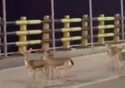 VIDEO: Deers on Kharg island escape blasts to streets