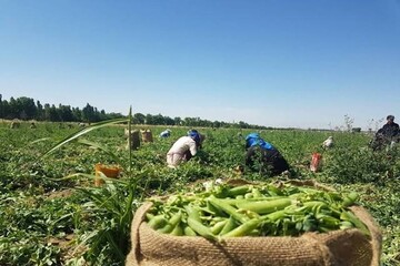 پیش‌بینی برداشت ۲ هزار تن حبوبات از اراضی آیش کبودراهنگ