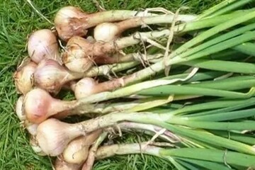 پیش‌بینی برداشت ۲ هزار تن موسیر از مزارع روستای حبشی