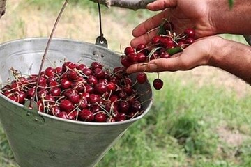 آغاز فصل برداشت ۷۵۰ تن آلبالو از باغات درگزین