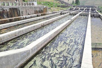 رهاسازی بیش از ۵ میلیون قطعه بچه‌ماهی در همدان