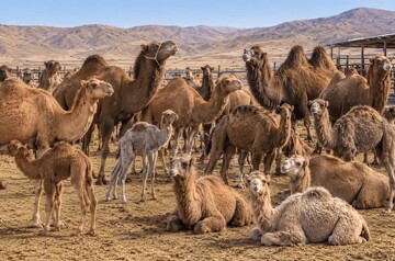 تولید سالانه ۱۸۱ تُن گوشت شتر در فارس