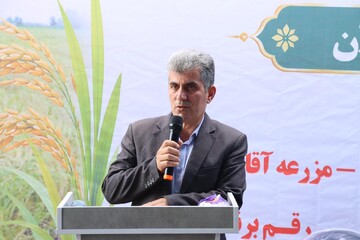 پیش‌بینی برداشت مکانیزه ۲۱۷ هزار هکتار از شالیزارهای گیلان