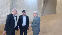 نمین در مسیر جهش کشاورزی؛ از افزایش تولید گندم تا کاشت کاملینا