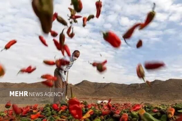 ثبت جشنواره فلفل روستای بیزه شهرستان داورزن در تقویم رویدادهای کشور