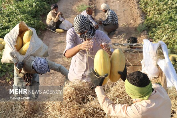 ۱۷۵ هزار تن خربزه تربت جام راهی بازارهای داخلی و صادرات می شود ۱۷۵ هزار تن خربزه تربت جام راهی بازارهای داخلی و صادرات می شود