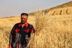 ۱۷ همت دیگر برای گندمکاران واریز شد