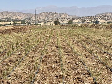 اجرای طرح خشکه‌کاری برنج در لرستان