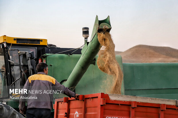 آغاز برداشت گندم از مزارع رودبار دامغان؛ ۴ کمباین در منطقه فعال است
