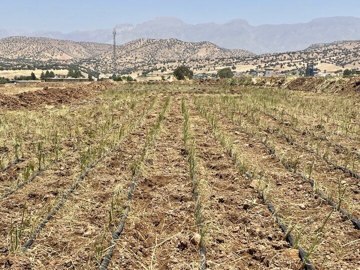 اجرای طرح خشکه‌کاری برنج در لرستان