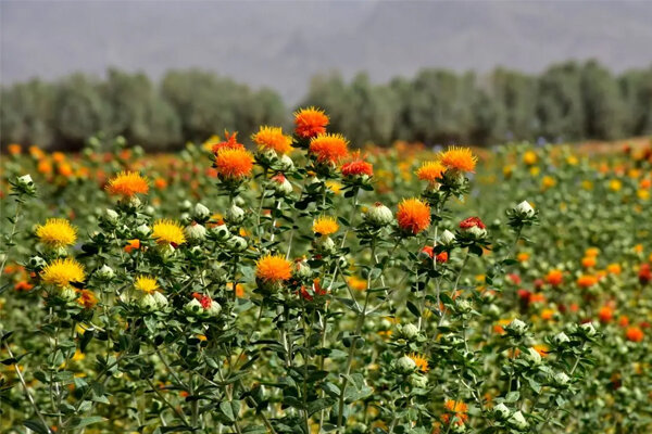 برگزاری روز دانه‌های روغنی گلرنگ و نخود دیم در بستان آباد