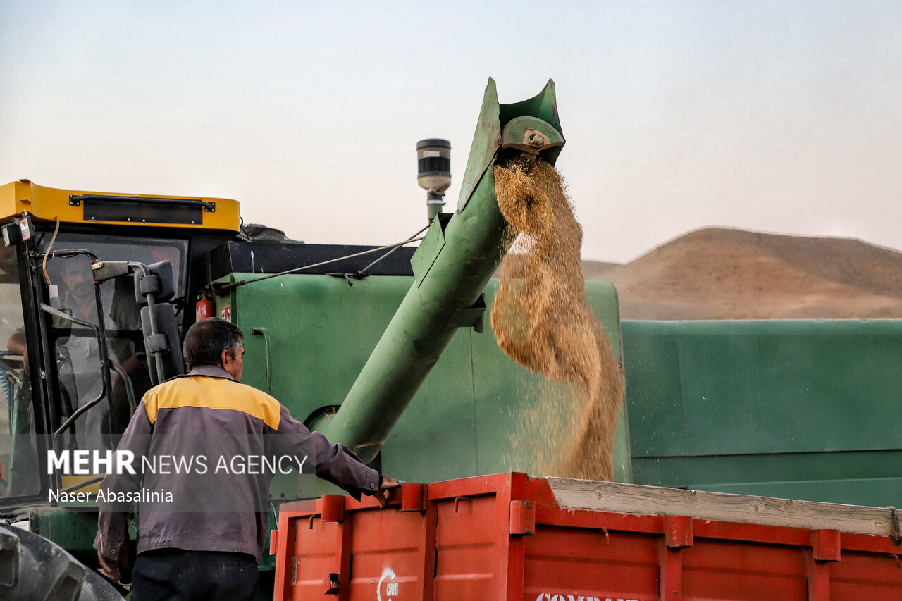 آغاز برداشت گندم از مزارع رودبار دامغان؛ ۴ کمباین در منطقه فعال است