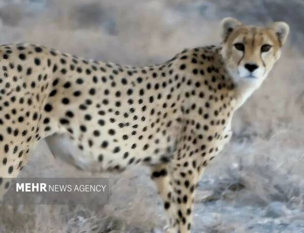 «فراز» یک بار دیگر دیده شد؛ توران شاهرود همچنان قلب تپنده یوز آسیایی «فراز» یک بار دیگر دیده شد؛ توران شاهرود همچنان قلب تپنده یوز آسیایی