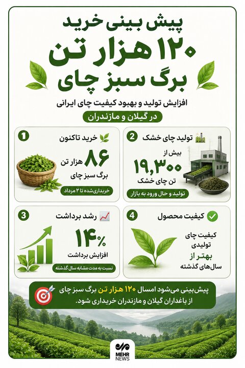 اینفوگرافیک؛ آخرین آمار از برداشت چای در باغات شمال کشور