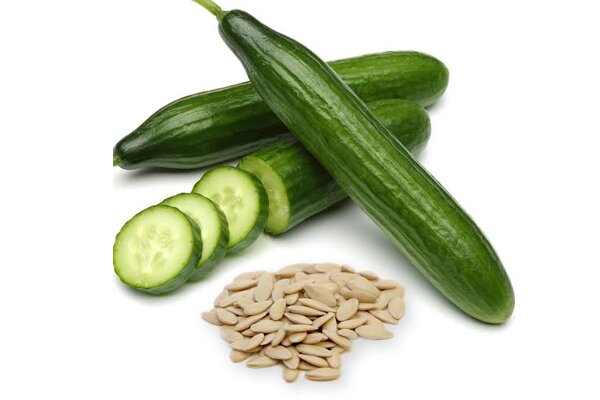 بذر خیار ممتاز مبناسرشت پارسیان؛ انتخاب اول کشاورزان صادرات محور بذر خیار ممتاز مبناسرشت پارسیان؛ انتخاب اول کشاورزان صادرات محور
