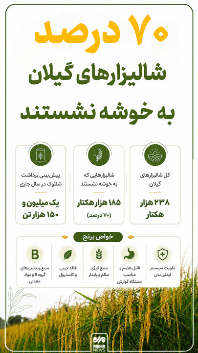 اینفوگرافیک؛ ۷۰ درصد شالیزارهای گیلان به خوشه نشستند