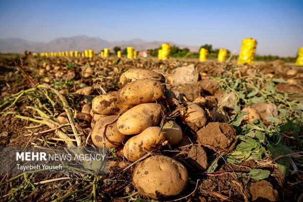 برداشت سیب زمینی از مزارع همدان