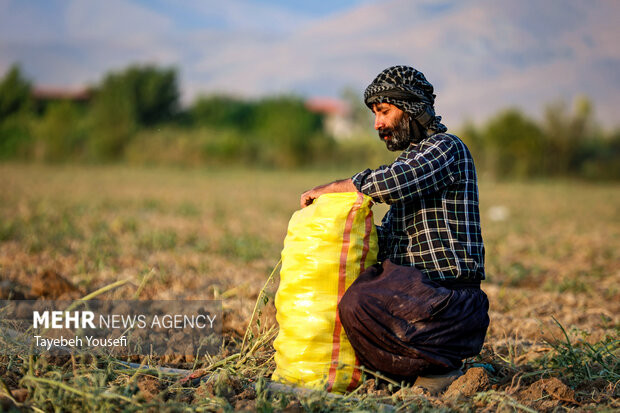 برداشت سیب زمینی از مزارع همدان