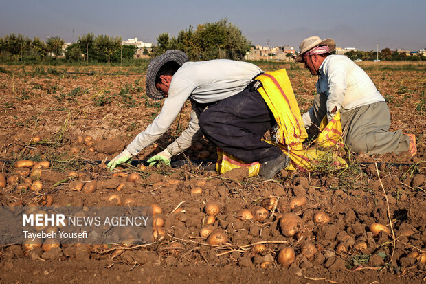 برداشت سیب زمینی از مزارع همدان