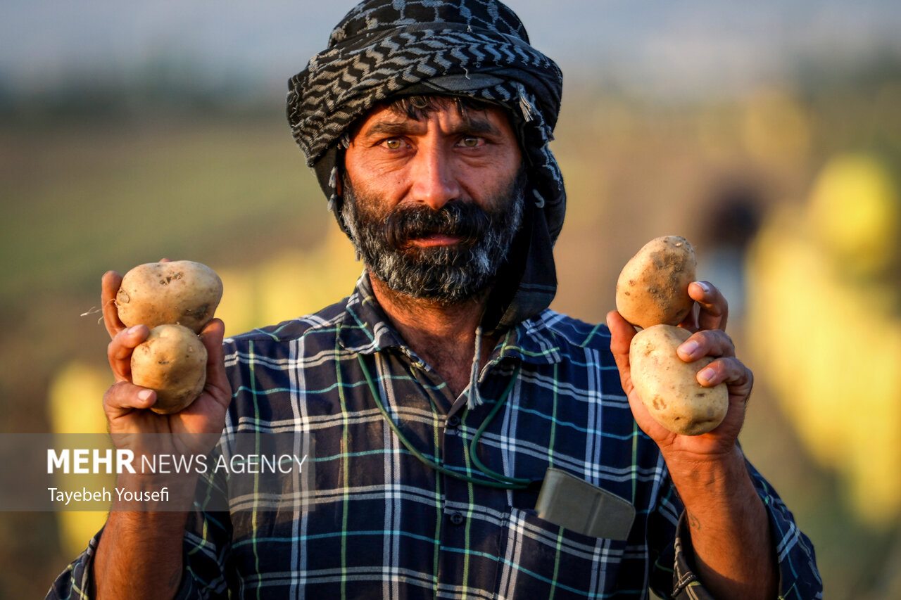 برداشت سیب زمینی از مزارع همدان