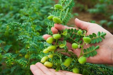 پیش‌بینی برداشت ۲۵۰۰ تن نخود دیم در اسدآباد