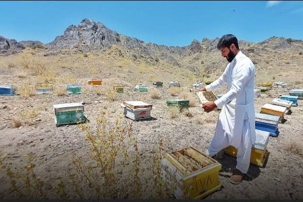 عسل بلوچستان؛ گنجینه ارگانیک و قطب نوین اشتغالزایی در جنوب کشور