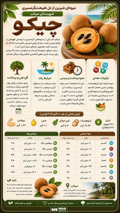 اینفوگرافیک؛ چیکو میوه‌ای شیرین از دل طبیعت گرمسیری میناب