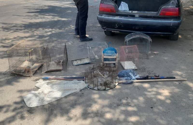 دستگیری متخلف زنده گیری پرندگان شکاری در شهرستان گرمی دستگیری متخلف زنده گیری پرندگان شکاری در شهرستان گرمی
