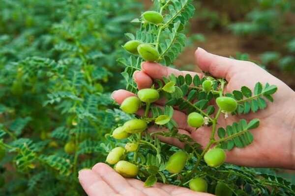 پیش‌بینی برداشت ۲۵۰۰ تن نخود دیم در اسدآباد