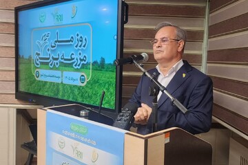 گل محمدی: سالانه ۱۸ میلیون مترمکعب آب با ضایعات برنج هدر می رود