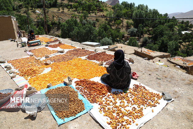 روز زنجان